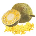 Jackfruit (chlebovnk)