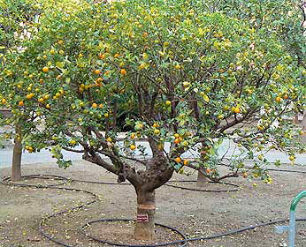 Kumquat strom Kumquat pěstování Exotické ovoce