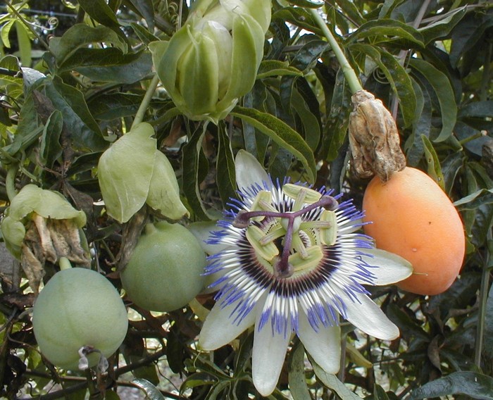 Passiflora caerulea Pěstování mučenky Exotické ovoce