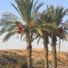 Datlová palma - kliknutím zobrazíte obrázek v plné velikosti