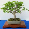 Bonsai z fíkovníku - kliknutím zobrazíte obrázek v plné velikosti