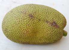 Jackfruit - kliknutím zobrazíte obrázek v plné velikosti