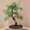 Tomel japosnký jako bonsai - kliknutím zobrazíte obrázek v plné velikosti