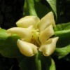 Květ tomelu japonského - kliknutím zobrazíte obrázek v plné velikosti