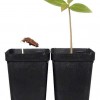 Mladé rostlinky tomelu japosnkého (kaki) - kliknutím zobrazíte obrázek v plné velikosti