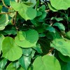 Actinidia chinensis - kliknutím zobrazíte obrázek v plné velikosti