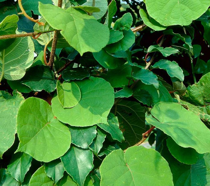 Actinidia chinensis