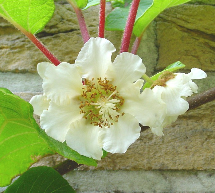Actinidia chinensis - květ
