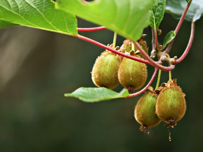 Actinidia deliciosa