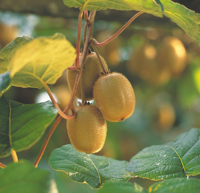 Kiwi