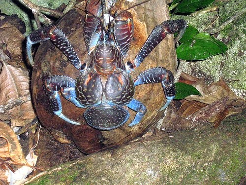 Krab palmový
 - Největší suchozemský krab na světě. Krab palmový se dorůstá délky až 40cm a dosahuje hmot ...