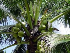 Palma s kokosovými ořechy - kliknutím zobrazíte obrázek v plné velikosti