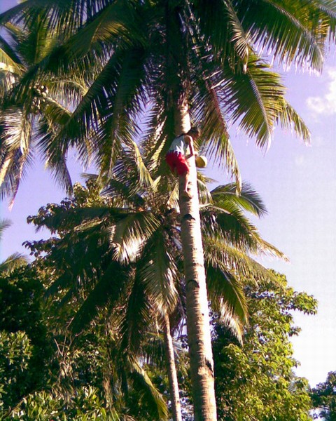 Kokosový palma