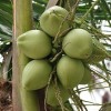 27-kokosovy.jpg - kliknutím zobrazíte obrázek v plné velikosti