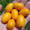 Kumquat  - kliknutím zobrazíte obrázek v plné velikosti