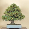 Kumquat - bonsai - kliknutím zobrazíte obrázek v plné velikosti