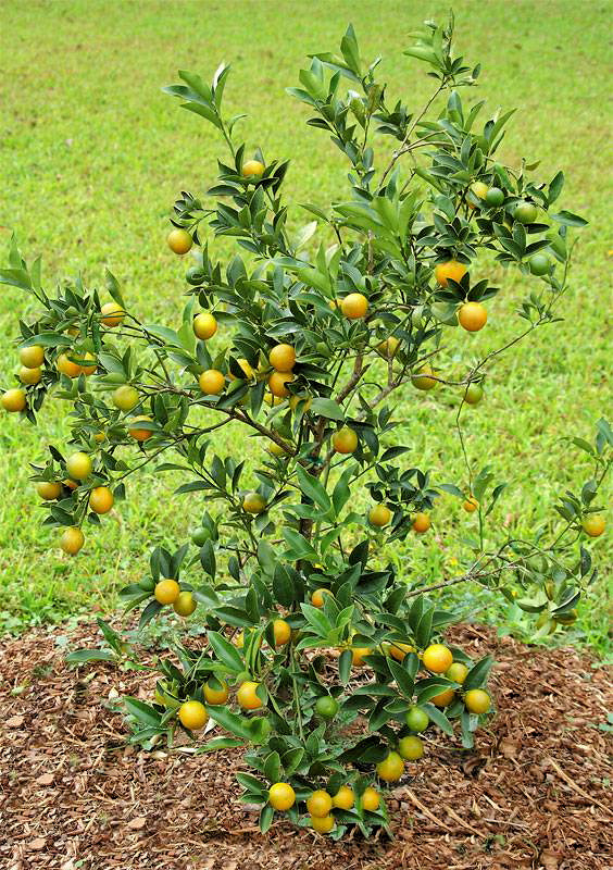 Mladý keř kumquatu