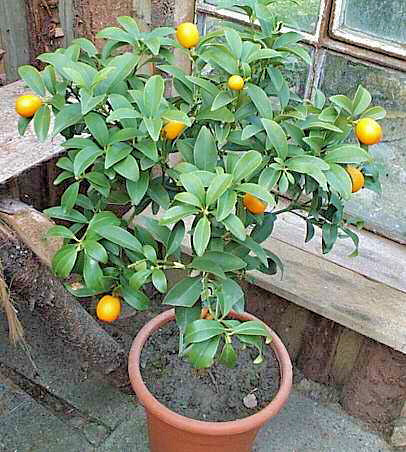 Kumquat v květináči