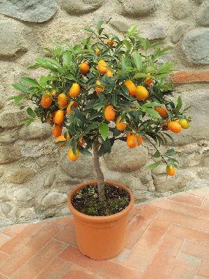 Kumquat v květináči