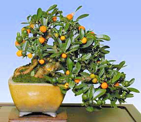 Kumquat - bonsai