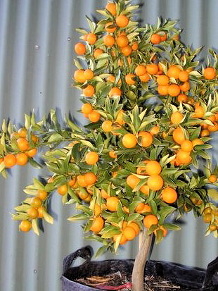 Kumquat bohatě obsypaný plody