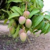 Zrající mango na stromě - kliknutím zobrazíte obrázek v plné velikosti