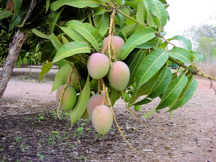 Zrající mango na stromě