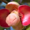 Mangostan - květ - kliknutím zobrazíte obrázek v plné velikosti