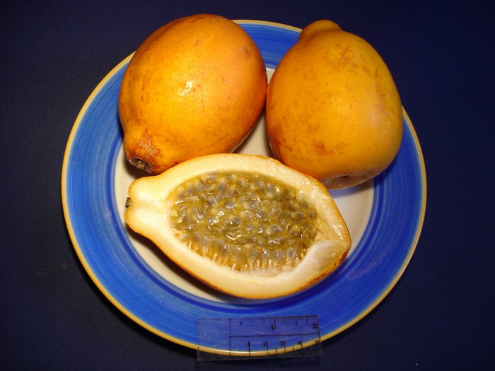 Passiflora alata - plod