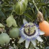 Passiflora caerulea - kliknutím zobrazíte obrázek v plné velikosti