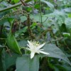 Passiflora capsularis - kliknutím zobrazíte obrázek v plné velikosti