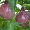 Passiflora Edulis - ovoce na stromě - kliknutím zobrazíte obrázek v plné velikosti