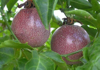 Passiflora Edulis - ovoce na stromě