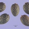 Passiflora edulis - semena - kliknutím zobrazíte obrázek v plné velikosti