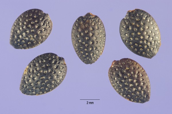 Passiflora edulis - semena