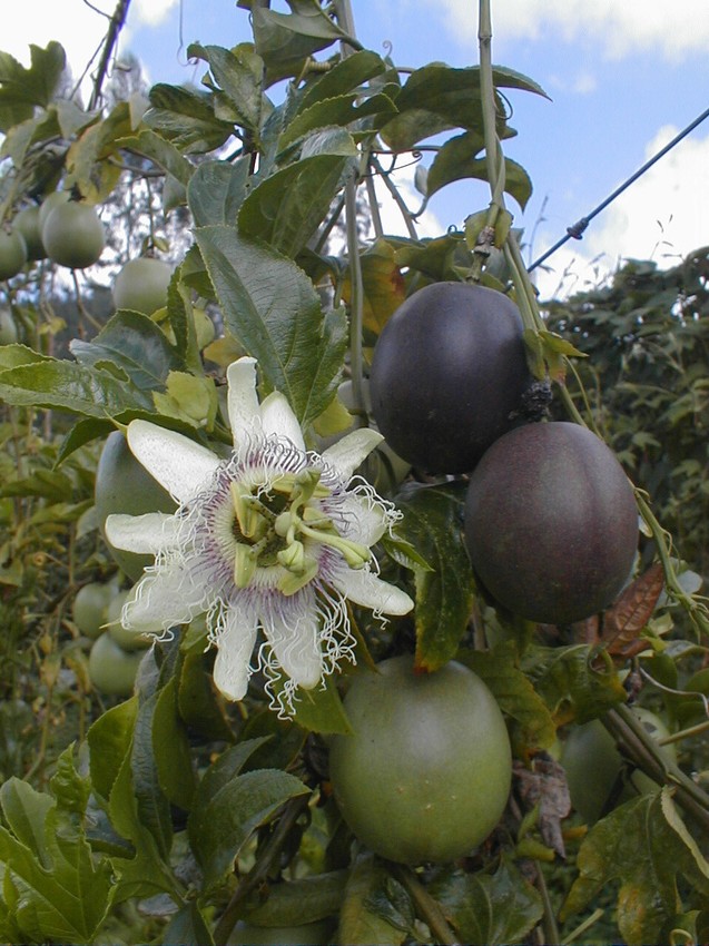 Passiflora edulis f. edulis