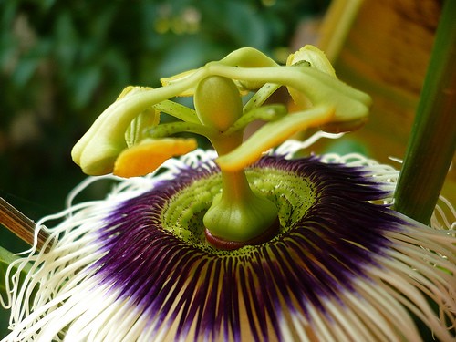 Passiflora edulis flavicarpa