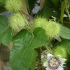 Passiflora foetida - květ - kliknutím zobrazíte obrázek v plné velikosti