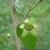 Passiflora suberosa - kliknutím zobrazíte obrázek v plné velikosti