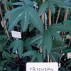 Passiflora tricuspis - kliknutím zobrazíte obrázek v plné velikosti