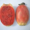opuntia-ficus-indica-ovoce-4.jpg - kliknutím zobrazíte obrázek v plné velikosti