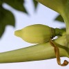 Mladý plod papáji - kliknutím zobrazíte obrázek v plné velikosti