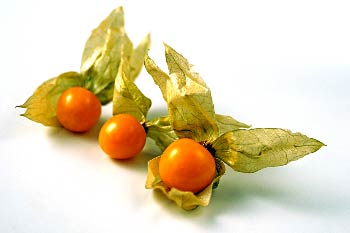 Physalis (Mochyně)