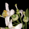 Květy pomela - kliknutím zobrazíte obrázek v plné velikosti