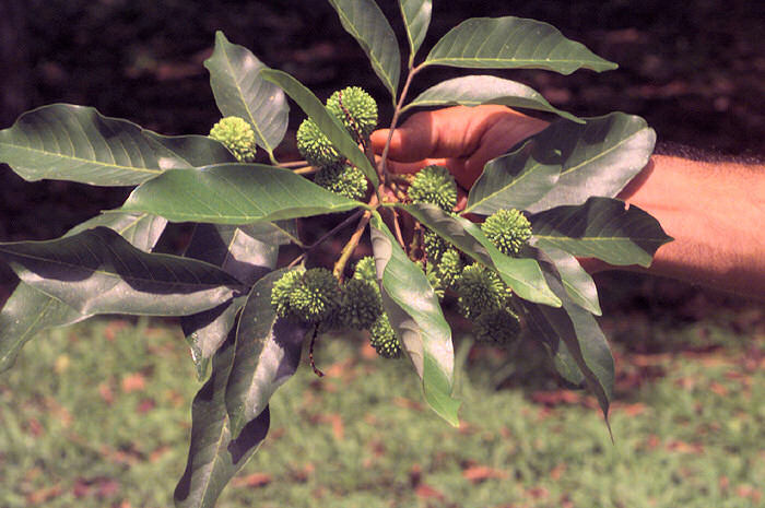 Mladé plody rambutanu