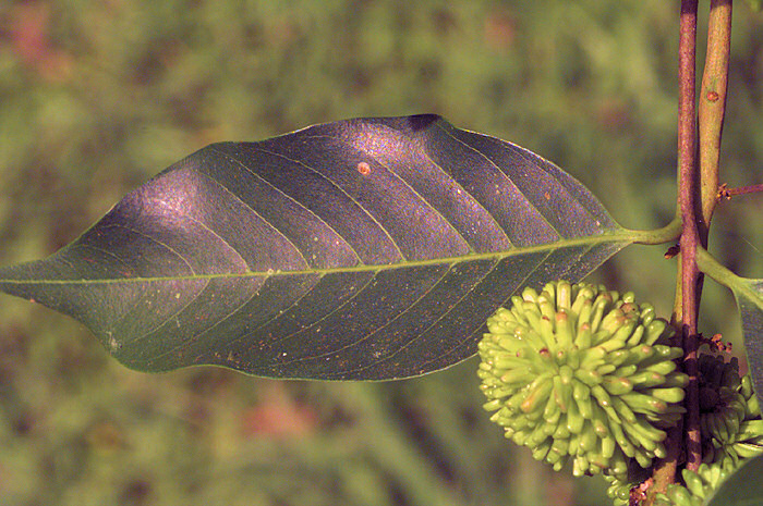 Mladé plody rambutanu