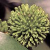 Mladé plody rambutanu - kliknutím zobrazíte obrázek v plné velikosti
