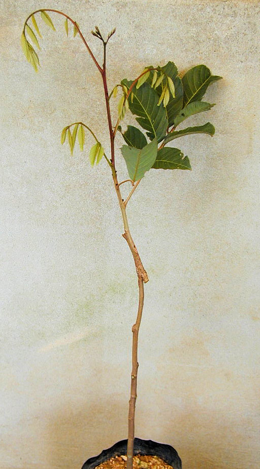 Mladá rostlina rambutanu