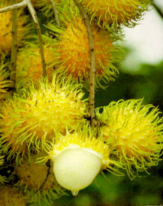 Rambutan - žlutá varianta