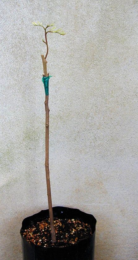 Mladá rostlina rambutanu